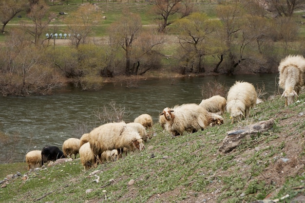 Un gregge di pecore pascola in un prato di montagna