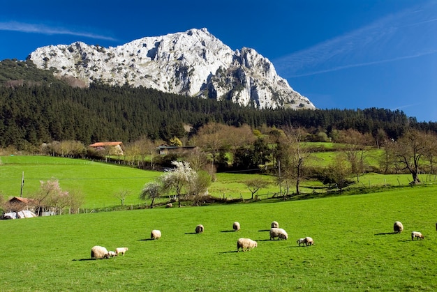 Un gregge di pecore pascola nel Parco Naturale di Urkiola. Il monte Untzillatz è visibile. Bizkaia, Paesi Baschi. Spagna