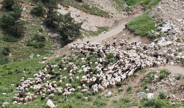 Un gregge di pecore su un pascolo in montagna animali ruspanti allevati