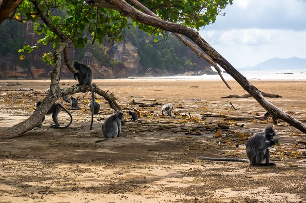 Un gregge di rara scimmia nera seduta sulla spiaggia dell'isola Bourne. encotel arruffato, langur d'argento.