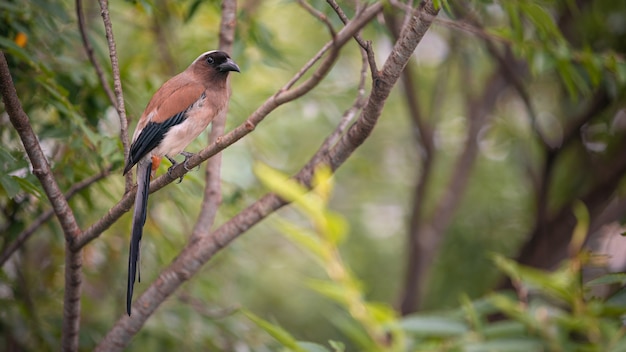 Un Grey Treepie, noto anche come il treepie himalayano, riposato e appollaiato sull'albero del ramo di un parco forestale nella città di Taipei. Dendrocitta formosae è un uccello onnivoro di Taiwan.