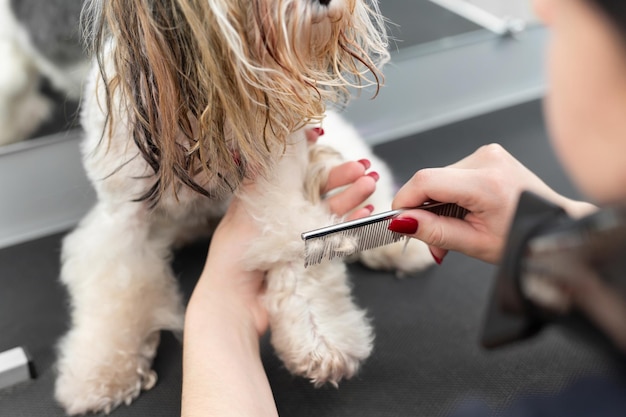 Un groomer femminile che pettina un terrier di yorkshire con il pettine.