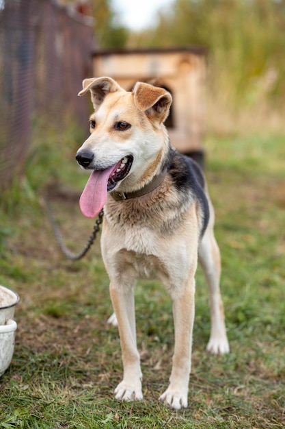 Un grosso cane allegro con una linguetta a catena che sporge