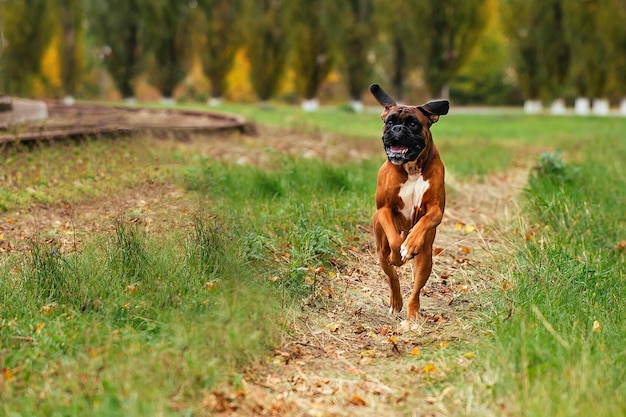 Un grosso cane di razza boxer tedesco corre veloce e allegro lungo il sentiero durante una passeggiata autunnale