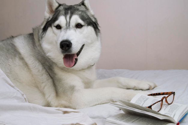 un grosso cane husky è sdraiato a letto con un libro