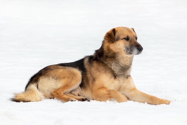 Un grosso cane marrone giace nella neve in inverno