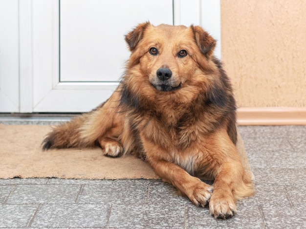 Un grosso cane marrone irsuto giace in una stanza vicino alla porta