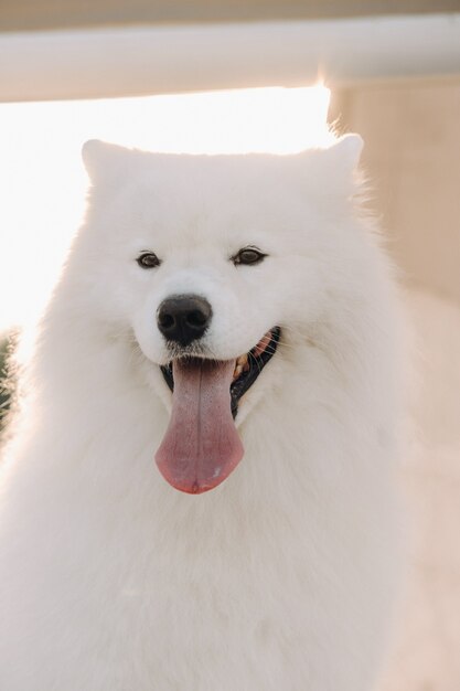 Un grosso cane samoiedo bianco è seduto sul molo vicino allo yacht