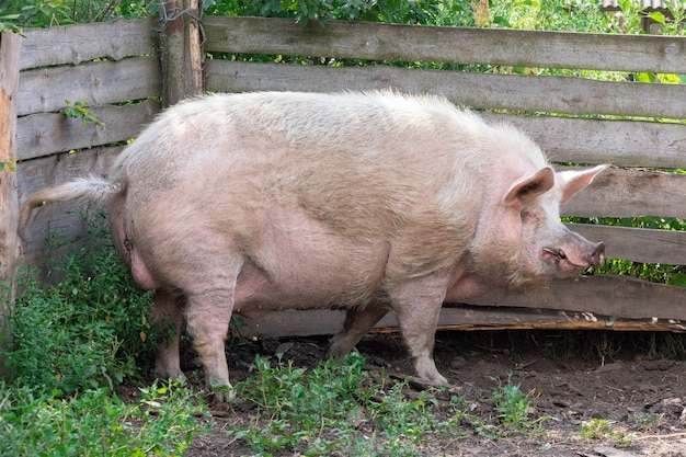 Un grosso cinghiale sta contro il muro del porcile