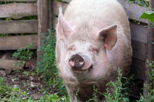 Un grosso cinghiale sta contro il muro del porcile