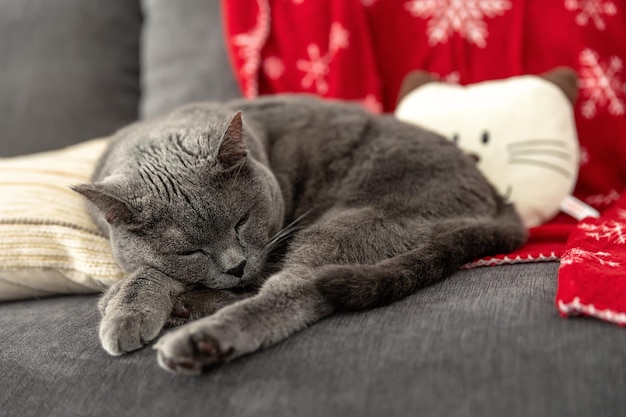 Un grosso gatto britannico dorme su un divano grigio. Sullo sfondo c'è una coperta natalizia rossa