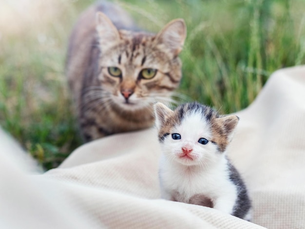 Un grosso gatto guarda un piccolo gattino in giardino