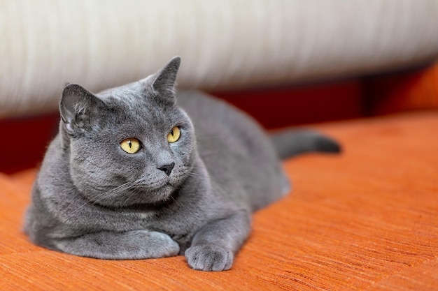 Un grosso gatto inglese giace sul divano.