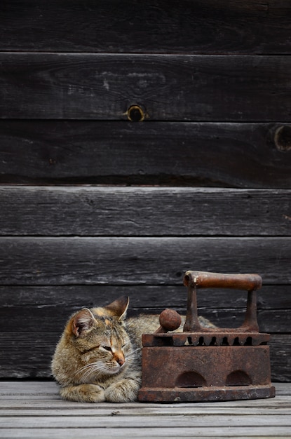 Un grosso gatto si trova accanto a un vecchio ferro di carbone pesante e arrugginito su una superficie di legno