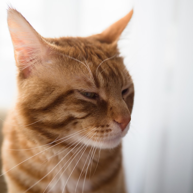 Un grosso gatto soriano allo zenzero