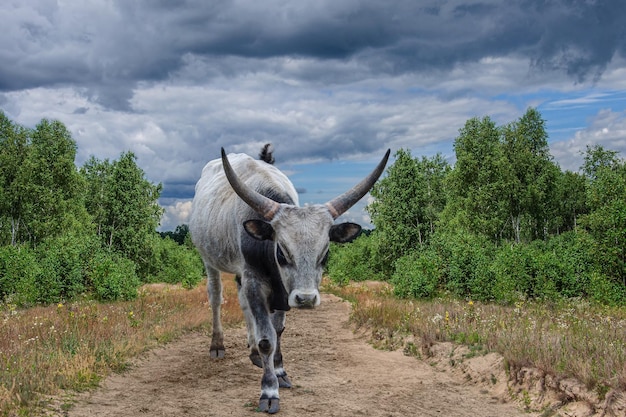 Un grosso toro grigio si trova sulla strada in mezzo a un boschetto di betulle. Ucraina