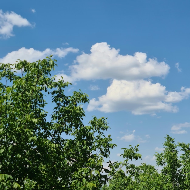 Un gruppo di alberi con cielo blu e nuvole