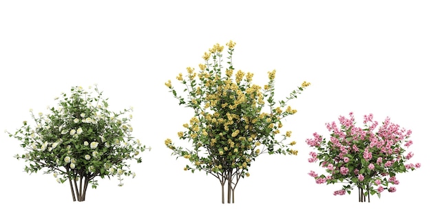 Un gruppo di alberi con fiori gialli e fiori gialli.