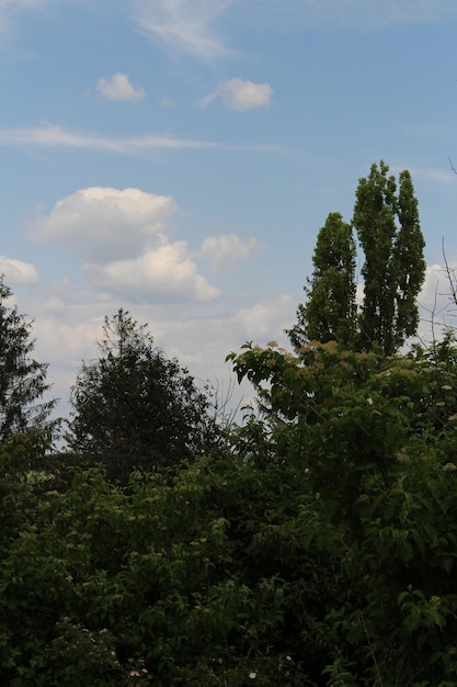 Un gruppo di alberi e cespugli