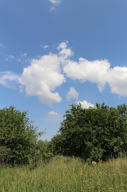 Un gruppo di alberi e cielo blu con nuvole