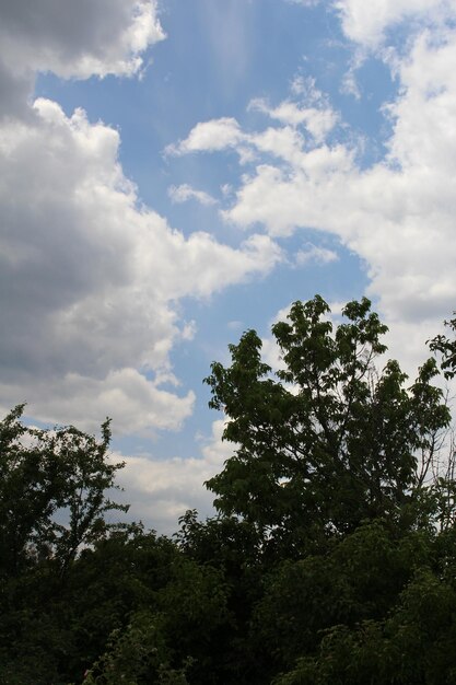 Un gruppo di alberi e cielo blu con nuvole