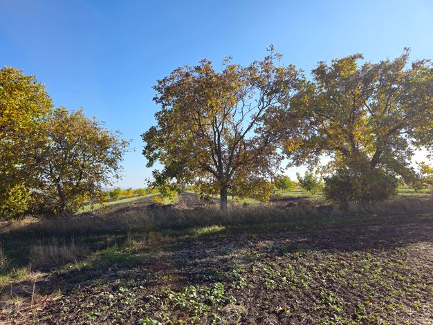 Un gruppo di alberi in un campo