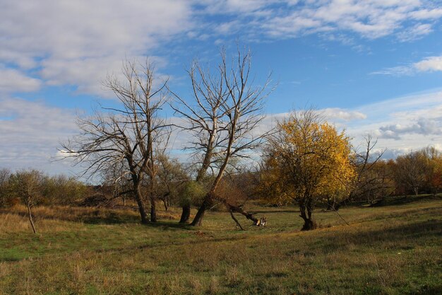 Un gruppo di alberi in un campo