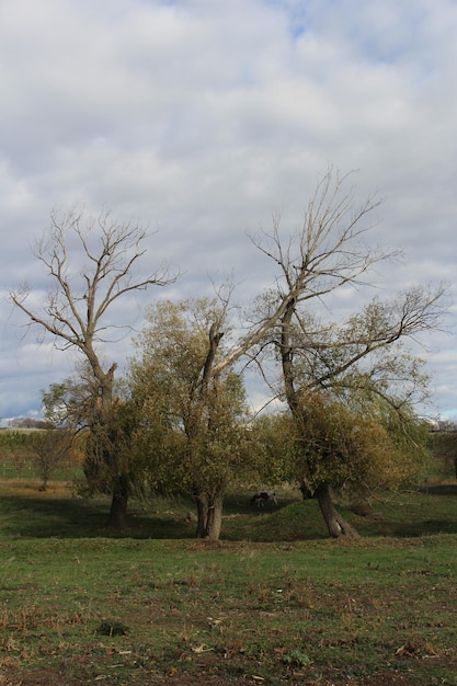 Un gruppo di alberi in un campo