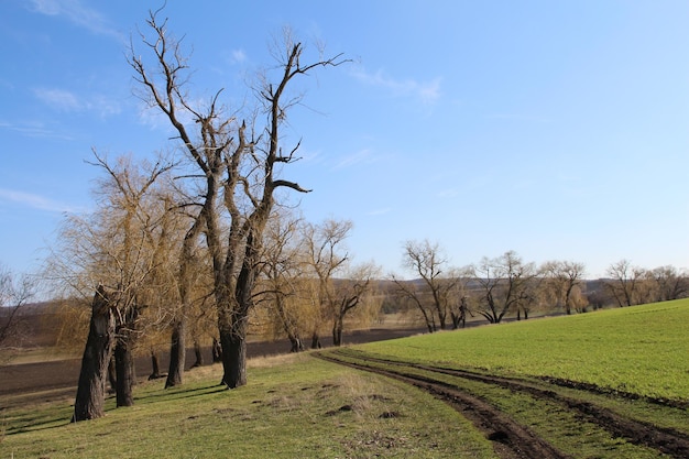 Un gruppo di alberi in un campo