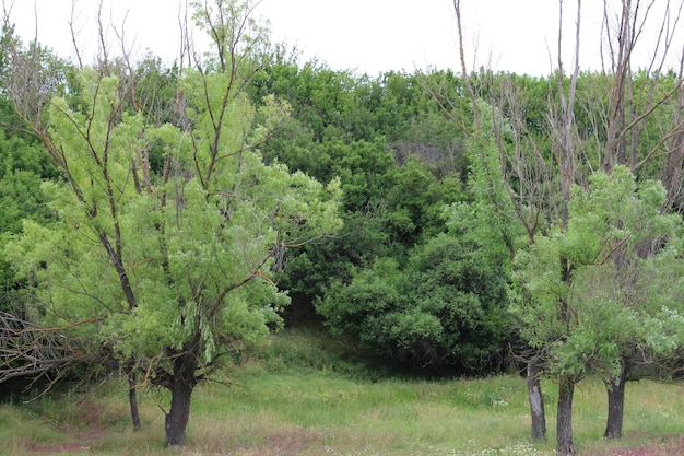 Un gruppo di alberi in un campo