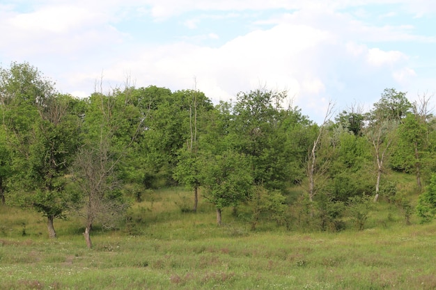 Un gruppo di alberi in un campo