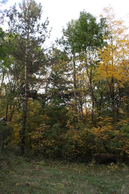 Un gruppo di alberi in una foresta