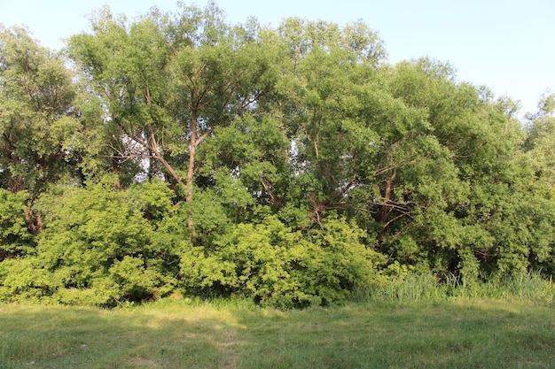 Un gruppo di alberi in una zona erbosa