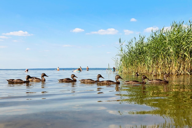 Un gruppo di anatre nuota nel lago in estate