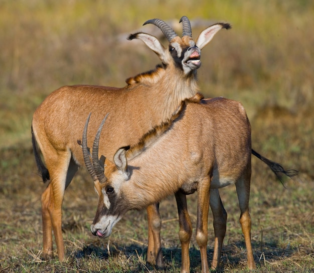 Un gruppo di antilopi sta levandosi in piedi nell'erba