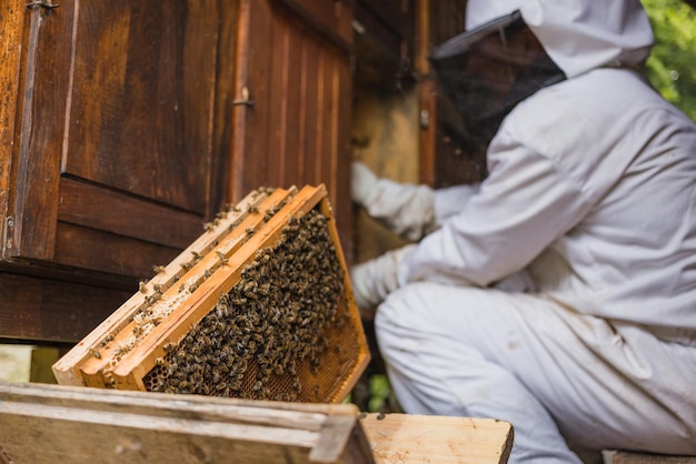 Un gruppo di api operaie su una cornice in legno dell'alveare