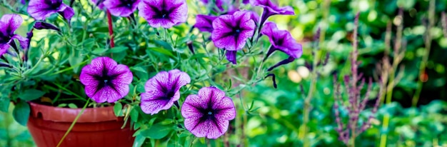 Un gruppo di belle petunie colorate alzato nel giardino fiorito banner web in un vaso appeso in estate Un vaso di fiori di petunia