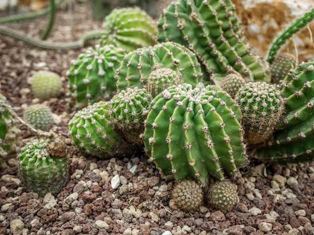 un gruppo di cactus spinosi tropicali cresce in un giardino botanico