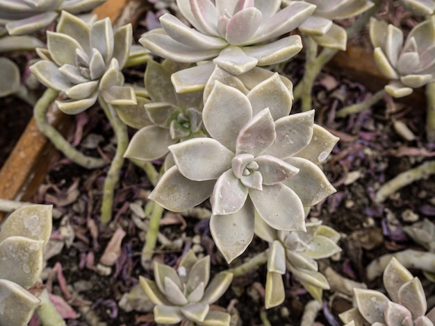 un gruppo di cactus tropicali cresce in un giardino botanico