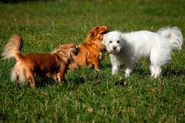 Un gruppo di cani che giocano su uno sfondo di erba verde...