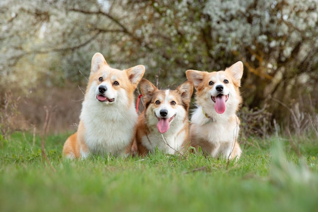 Un gruppo di cani Welsh Corgi su una passeggiata primaverile nell'erba a guardare