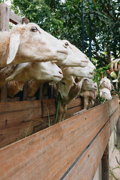 Un gruppo di capre in piedi in un recinto con la testa fuoriuscente dalla parte superiore della recinzione