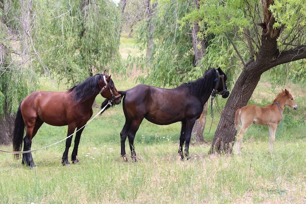 Un gruppo di cavalli in piedi in un campo