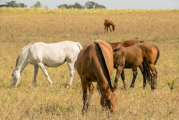 Un gruppo di cavalli in una fattoria in Uruguay.