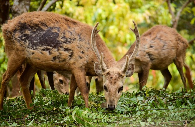 Un gruppo di cervi Bawean rovistando nella natura nell'habitat naturale