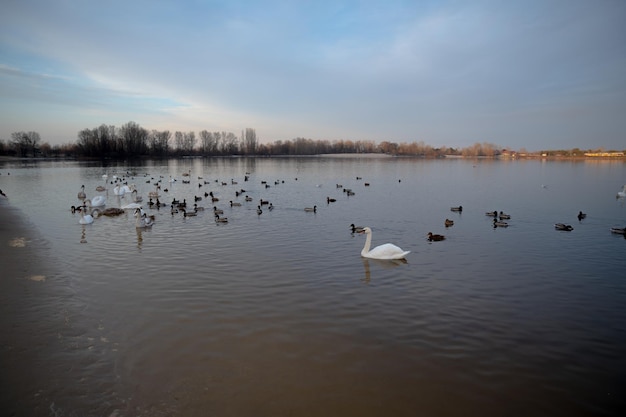 Un gruppo di cigni sul lago si nutre durante il giorno