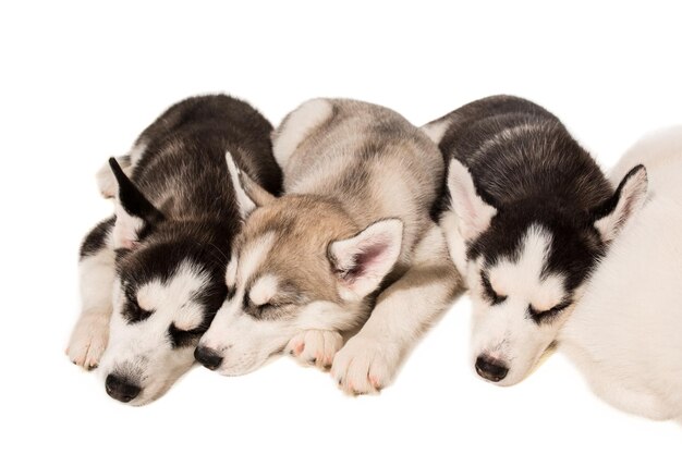 Un gruppo di cuccioli alleva gli husky isolati su sfondo bianco