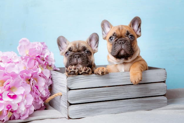 Un gruppo di cuccioli di bulldog francese in un cesto su sfondo blu con fiori di primavera