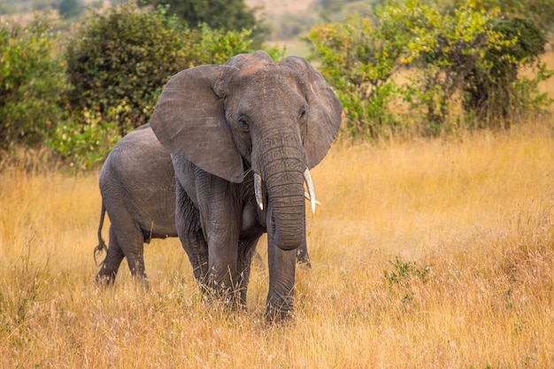 Un gruppo di elefanti africani nel parco nazionale del Masai Mara, animali allo stato brado nella savana. Kenya