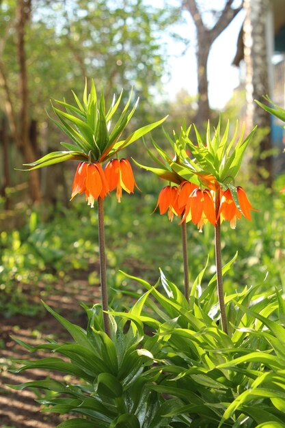 un gruppo di fiori con fiori arancione sullo sfondo